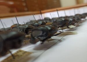 photo_2020-11-17_13-42-231