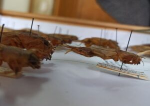 photo_2020-11-17_13-42-24 (2)1