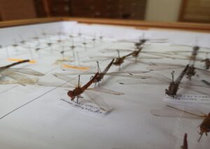 photo_2020-11-17_13-42-241