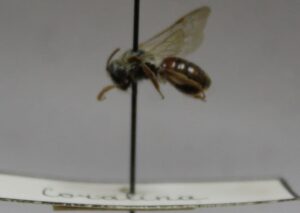 ANDRENA DISCOPHORA