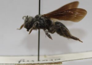 Andrena fuscosa