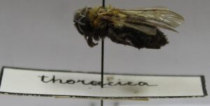 Andrena thoracica