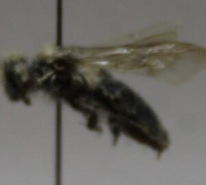 Andrena viridigastra